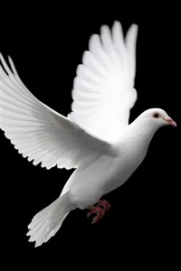 An Ode to the Birds
