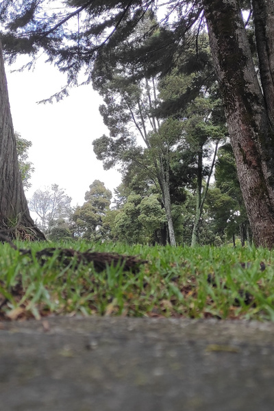 Mr. Lara's Tiny Life