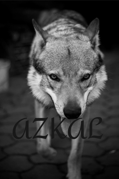 Azkal